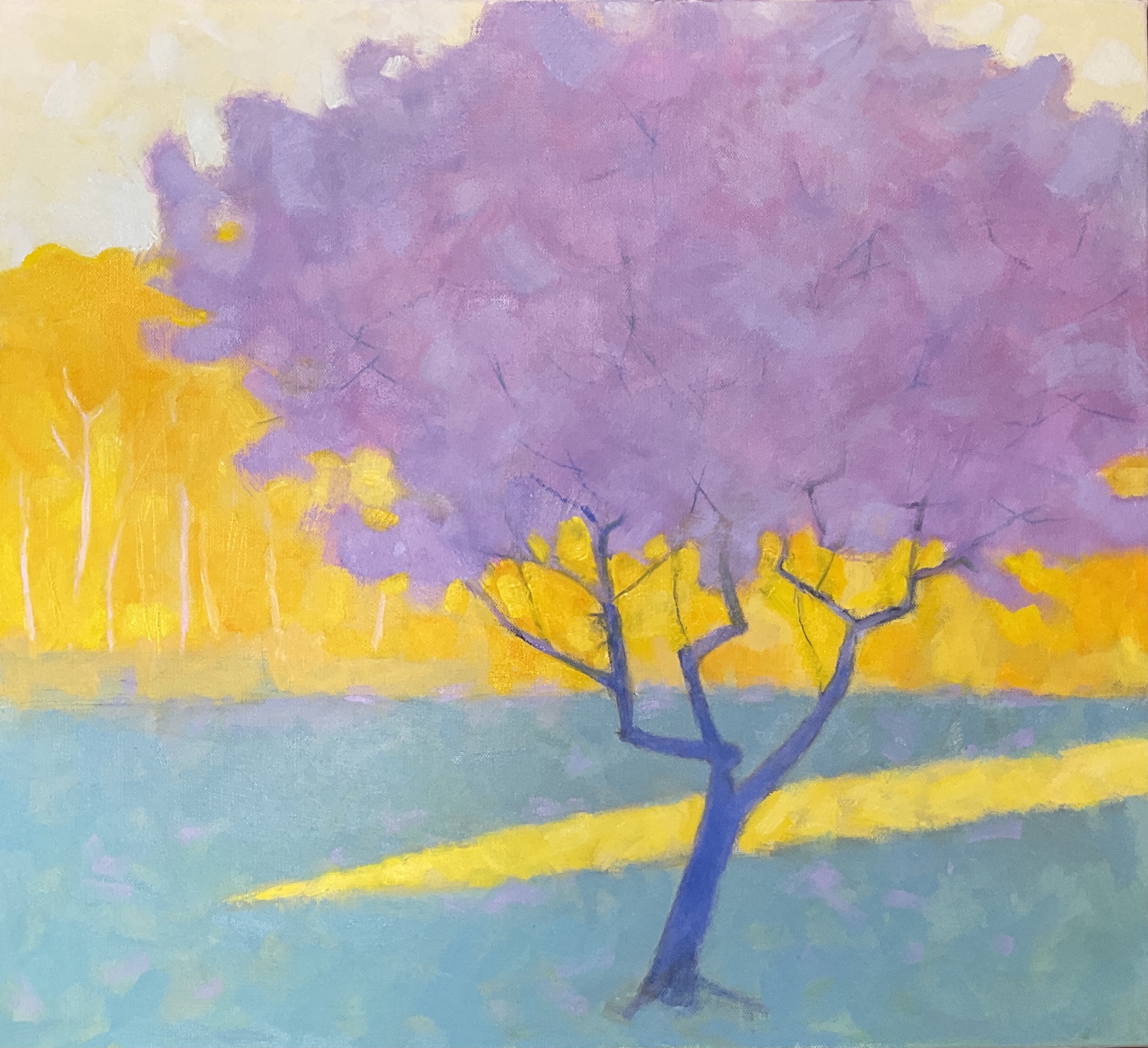 AppleTree in Evening Shadow