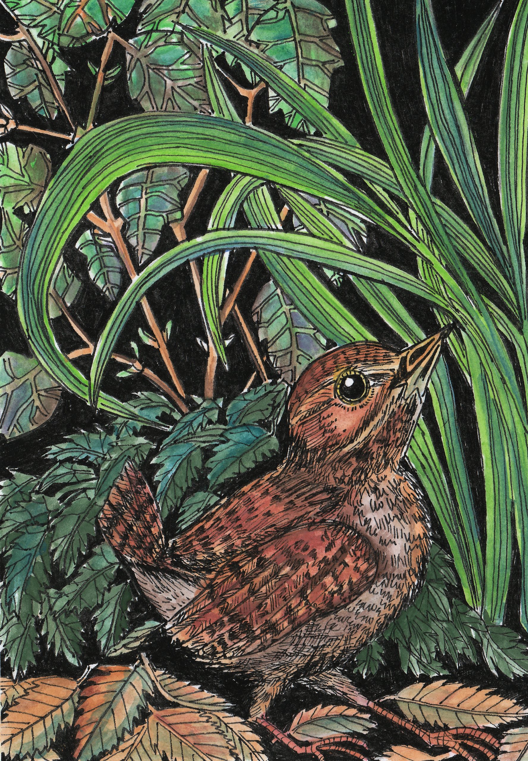 Jenny Wren in Crocosmia